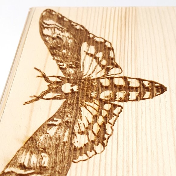 Death's Head Moth Small Wooden Box Storage & Decor - Picture 2 of 6